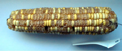 ségrégation sweet-starchy chez le maïs (un cas de dihybridisme)