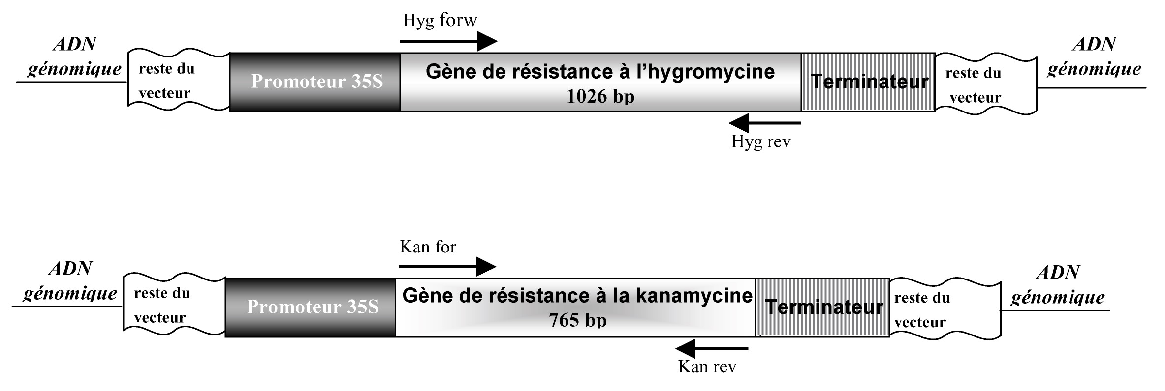 Image: TPgen2004a-10.jpg