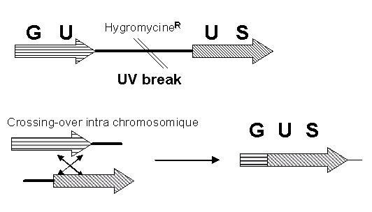 Image: TPgen2004a-12.jpg