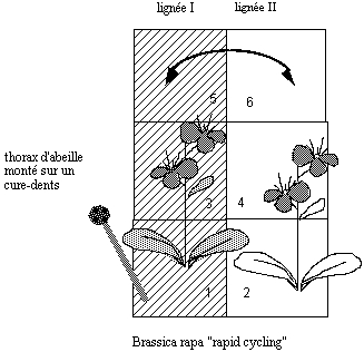 Image: TPgen2004a-2.jpg